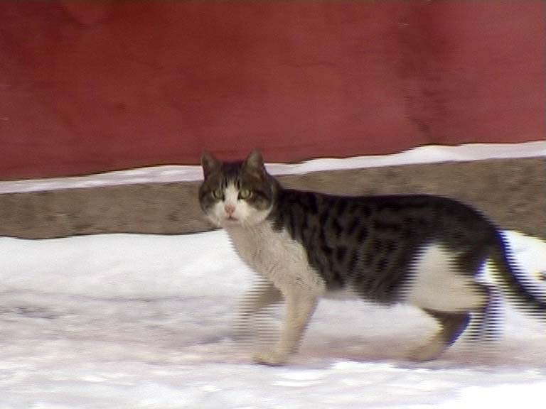 Roemeni&euml; - videostill - I'm a European